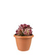Aeonium Pink Witch