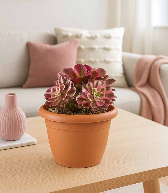 Aeonium Pink Witch