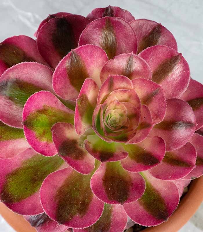 Aeonium Pink Witch
