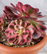 Aeonium Pink Witch