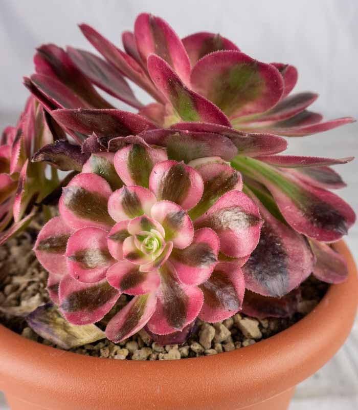 Aeonium Pink Witch