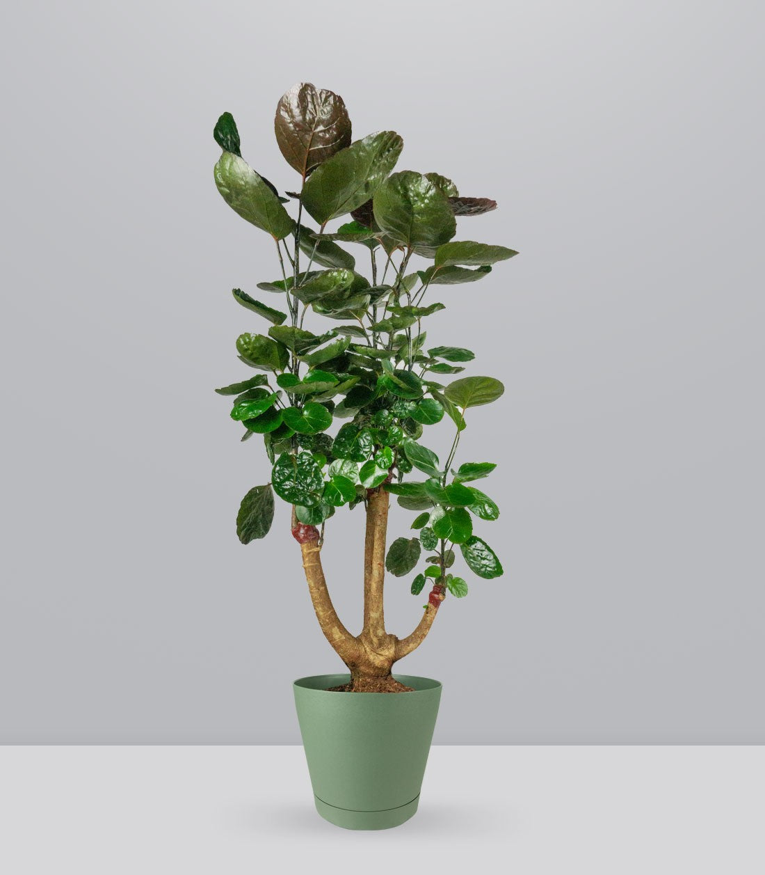 Polyscias scutellaria | fabian