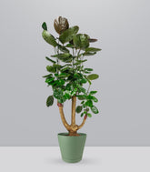 Polyscias scutellaria | fabian