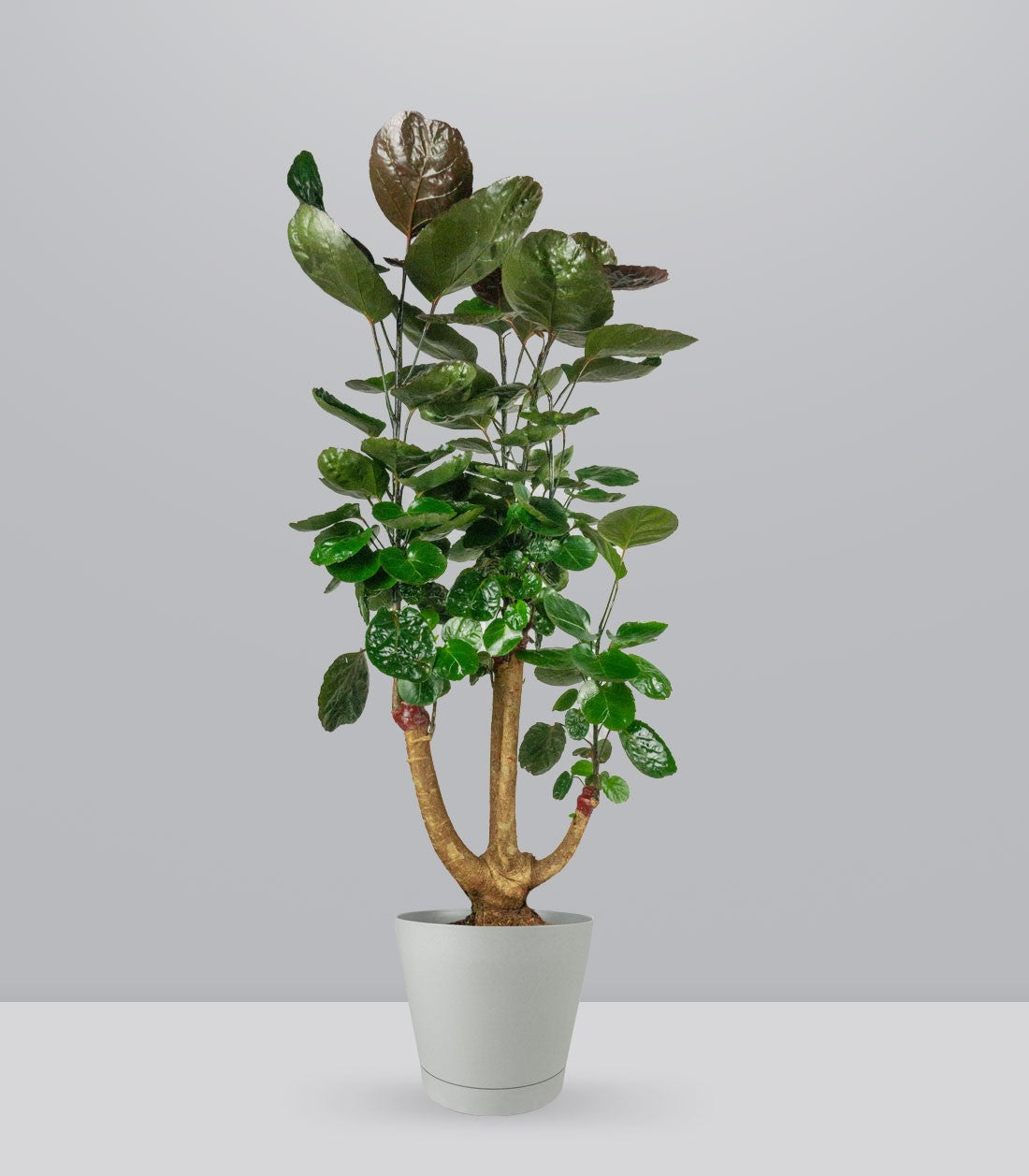 Polyscias scutellaria | fabian