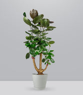 Polyscias scutellaria | fabian