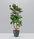 Polyscias scutellaria | fabian