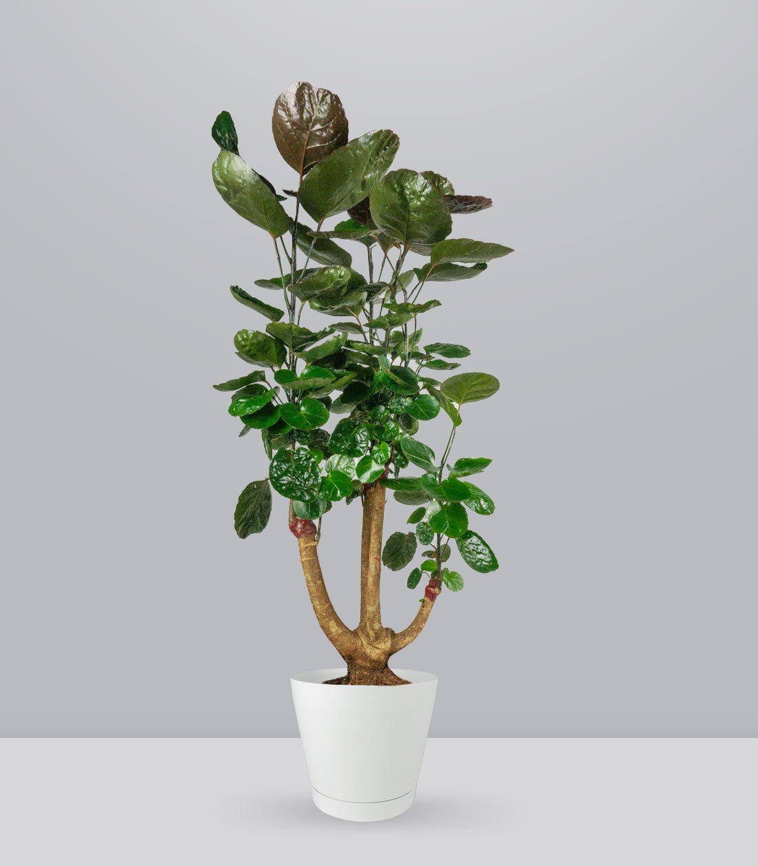 Polyscias scutellaria | fabian