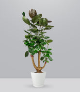 Polyscias scutellaria | fabian