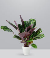 Calathea Veitchiana | H75 cm