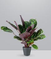 Calathea Veitchiana | H75 cm
