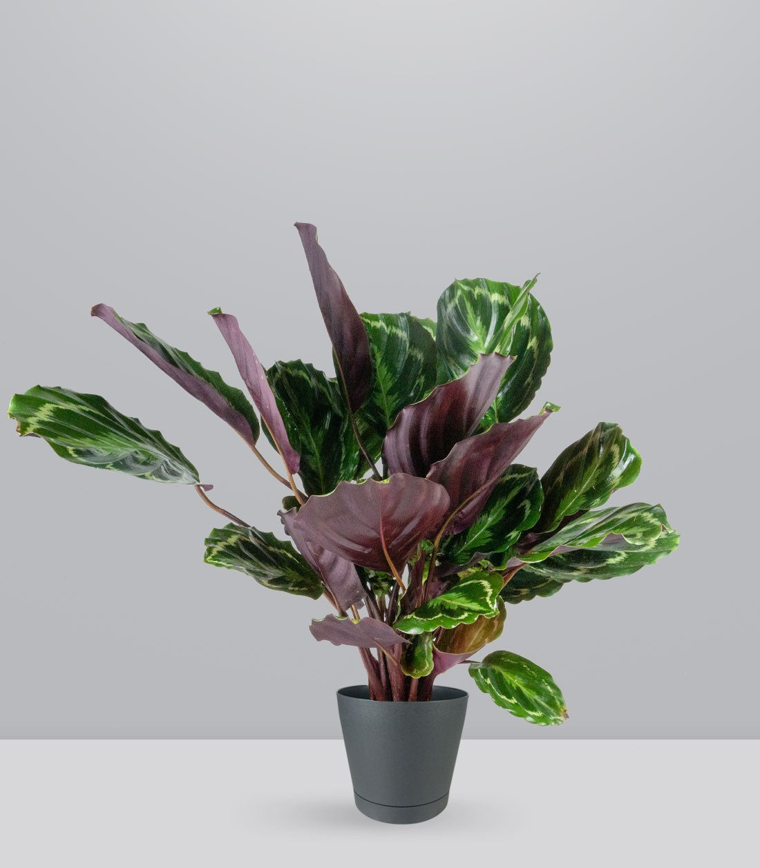 Calathea Veitchiana | H75 cm