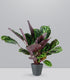 Calathea Veitchiana | H75 cm