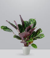 Calathea Veitchiana | H75 cm