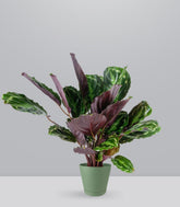 Calathea Veitchiana | H75 cm