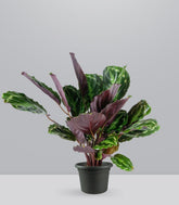Calathea Veitchiana | H75 cm