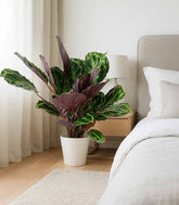 Calathea Veitchiana | H75 cm