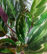 Calathea Veitchiana | H75 cm