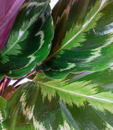 Calathea Veitchiana | H75 cm