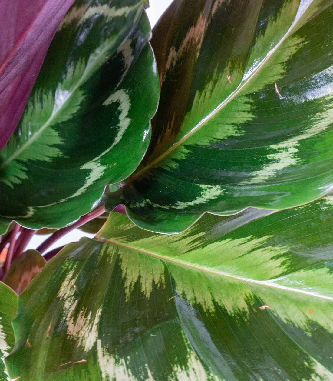 Calathea Veitchiana | H75 cm