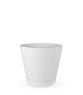 Calathea Veitchiana | H75 cm