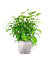 Ficus beniamino "Green Kinky"