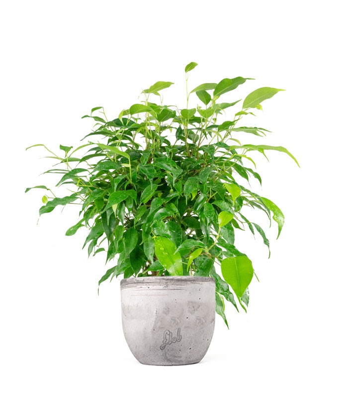 Ficus beniamino "Green Kinky"