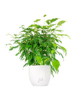 Ficus beniamino "Green Kinky"