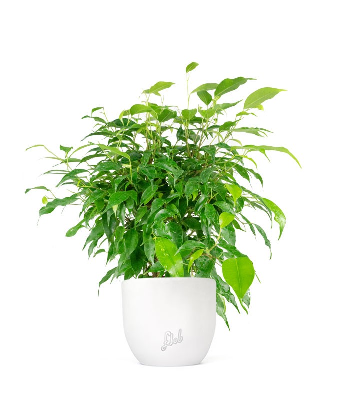 Ficus beniamino "Green Kinky"
