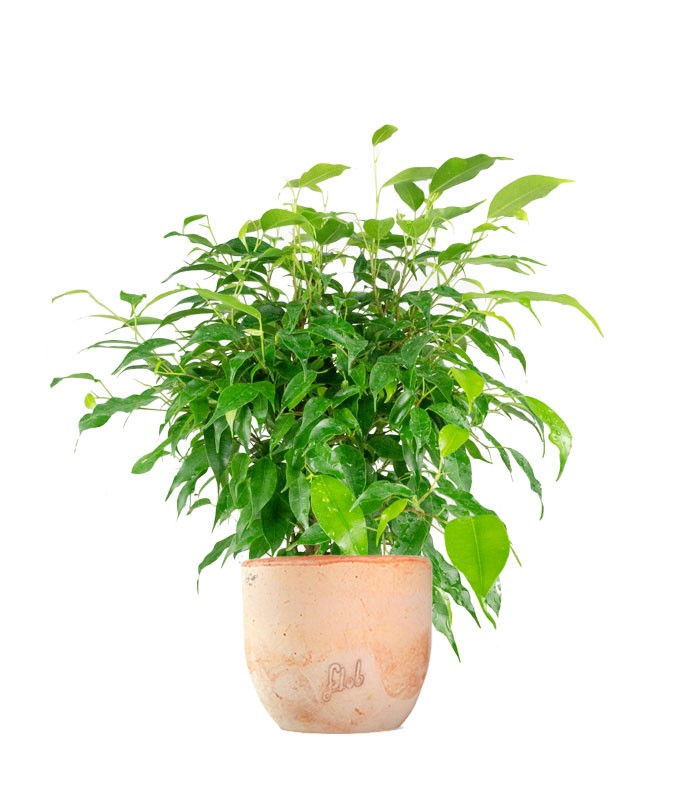 Ficus beniamino "Green Kinky"