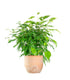 Ficus beniamino "Green Kinky"