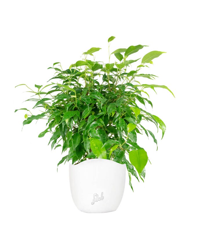 Ficus beniamino "Green Kinky"
