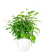 Ficus beniamino "Green Kinky"