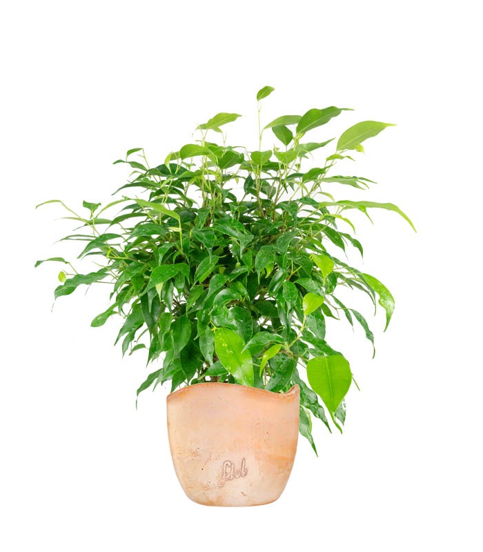 Ficus beniamino "Green Kinky"