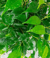 Ficus beniamino "Green Kinky"