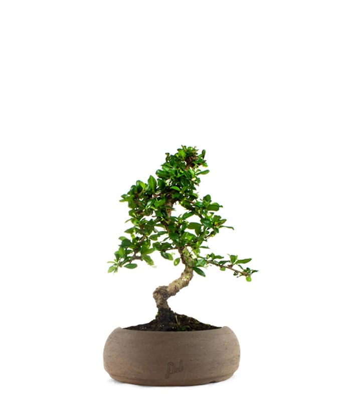 Carmona impalcata
