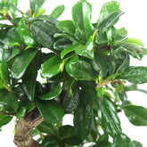 Carmona impalcata