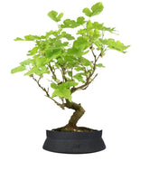 Gelso bonsai 9 anni