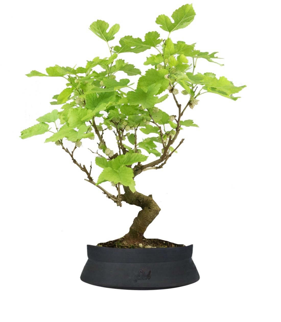 Gelso bonsai 9 anni