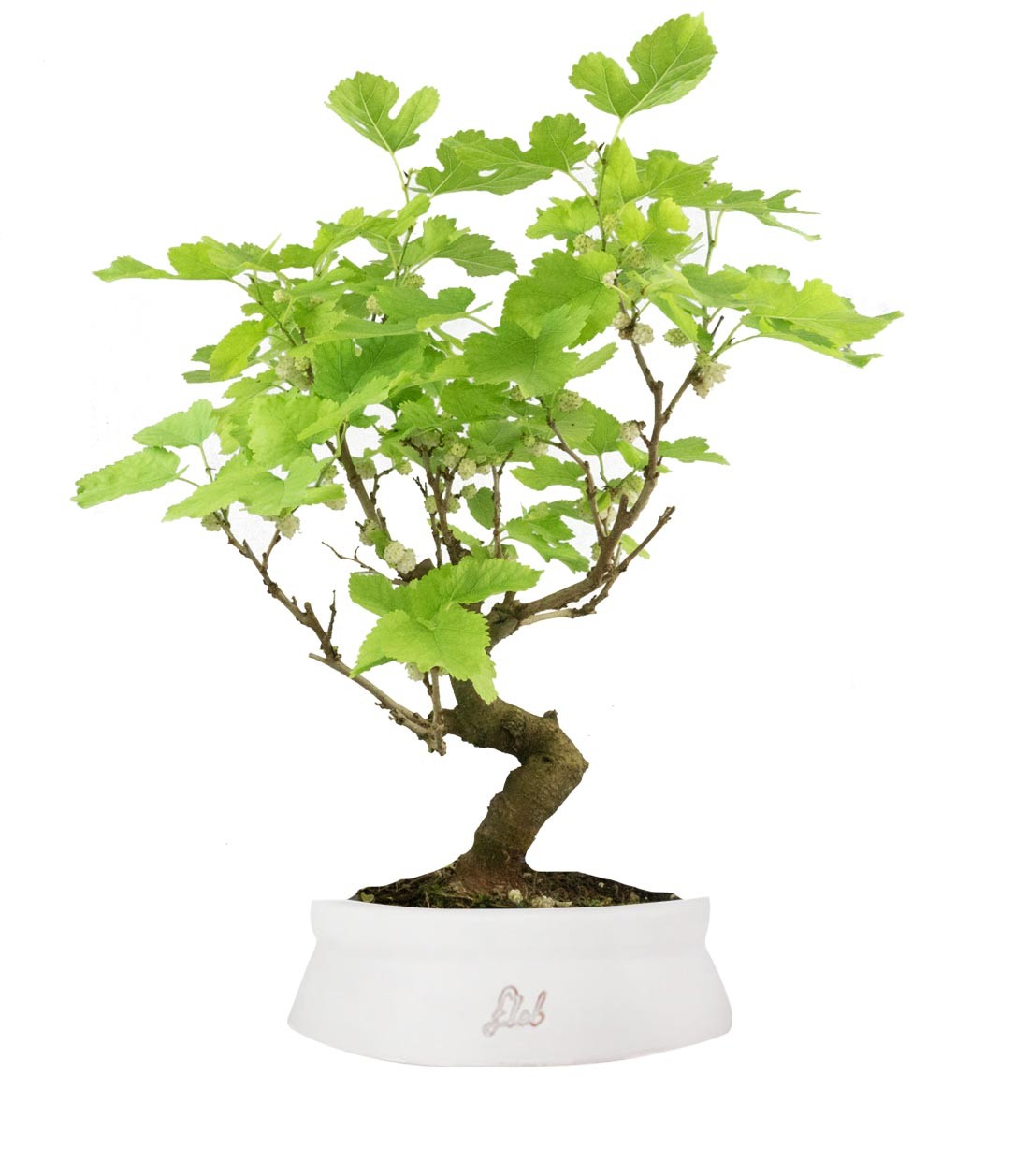 Gelso bonsai 9 anni
