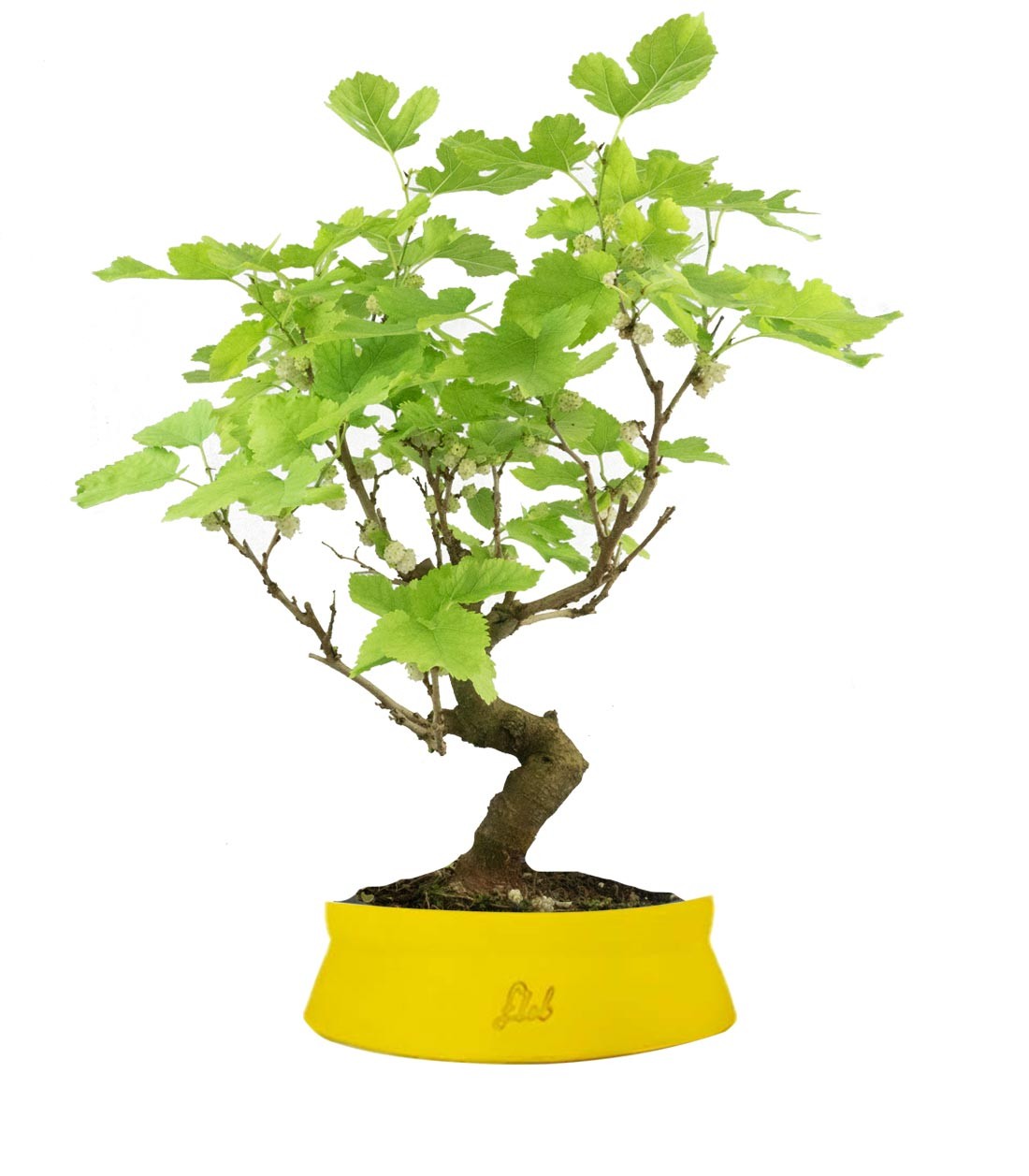 Gelso bonsai 9 anni
