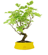 Gelso bonsai 9 anni