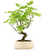Gelso bonsai 9 anni