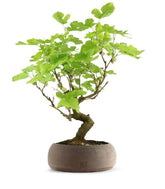 Gelso bonsai 9 anni