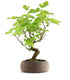 Gelso bonsai 9 anni