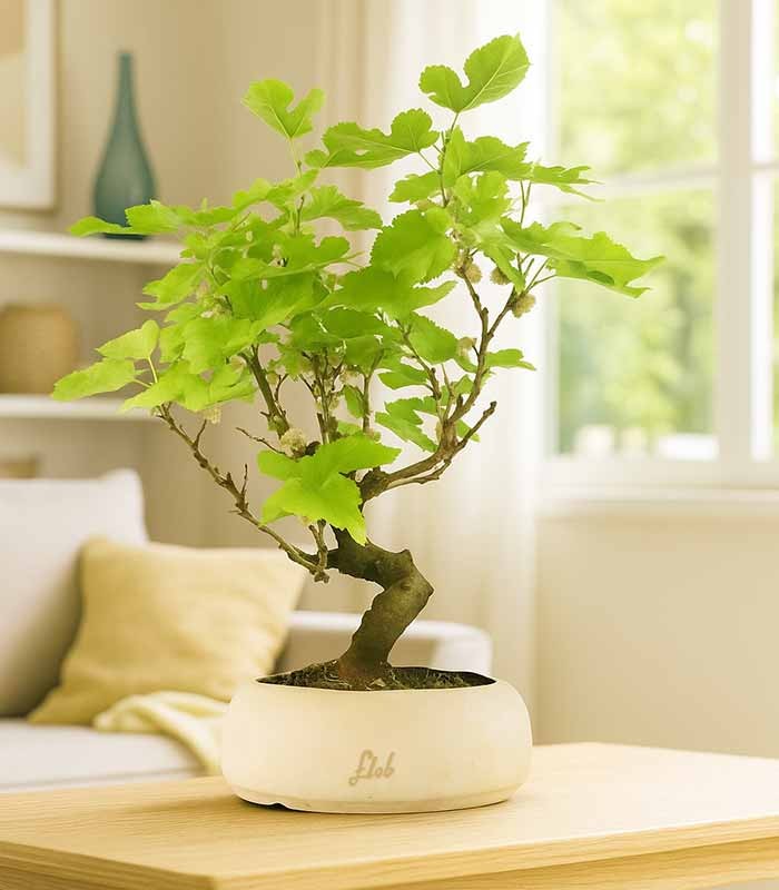 Gelso bonsai 9 anni