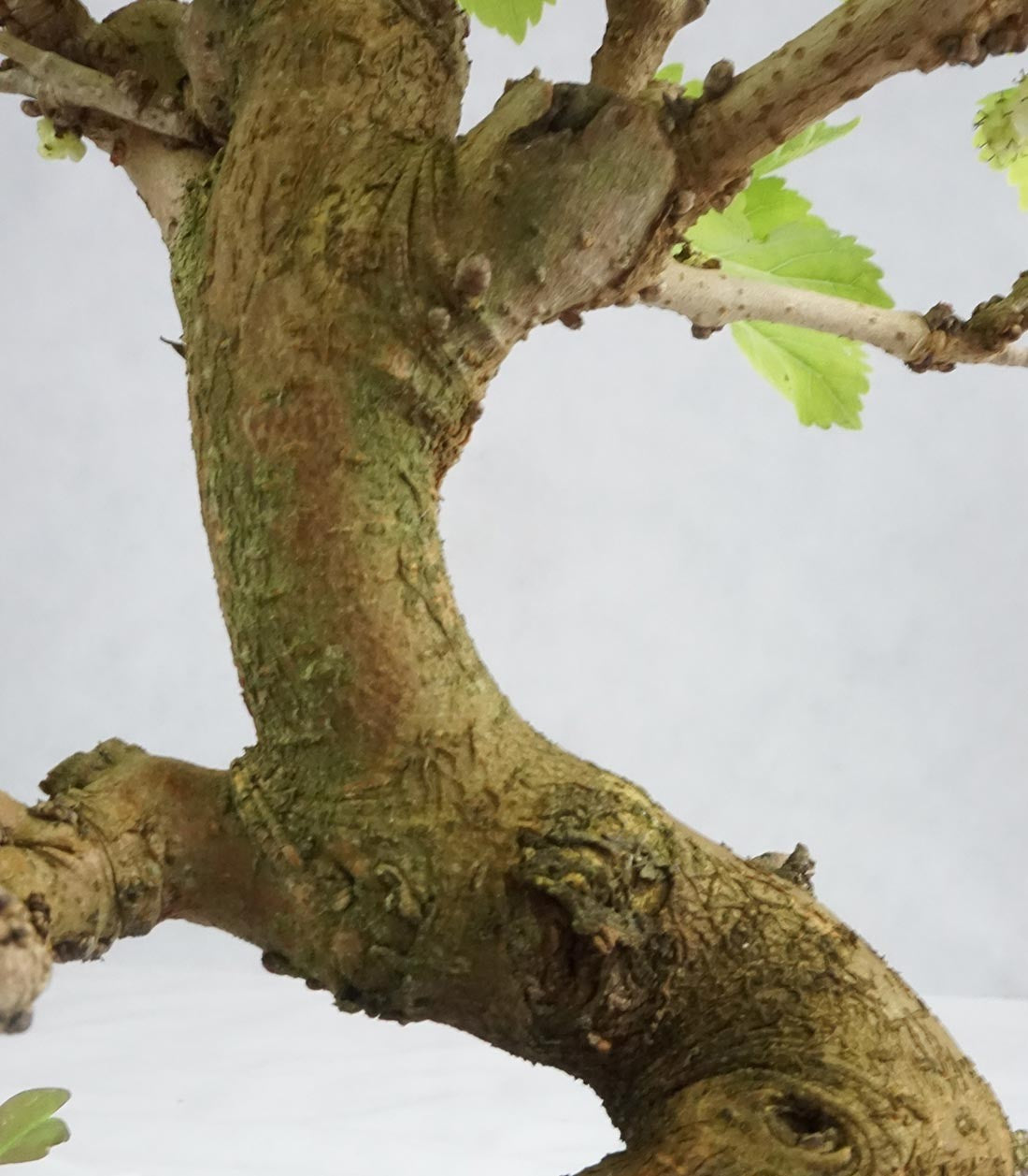 Gelso bonsai 9 anni