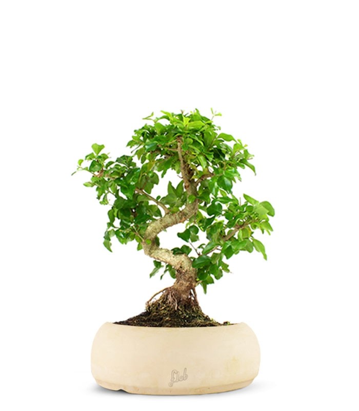 Ligustro L