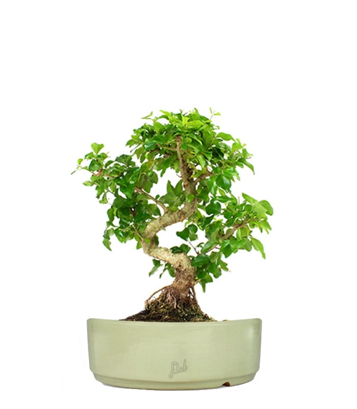 Ligustro L