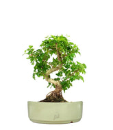 Ligustro L