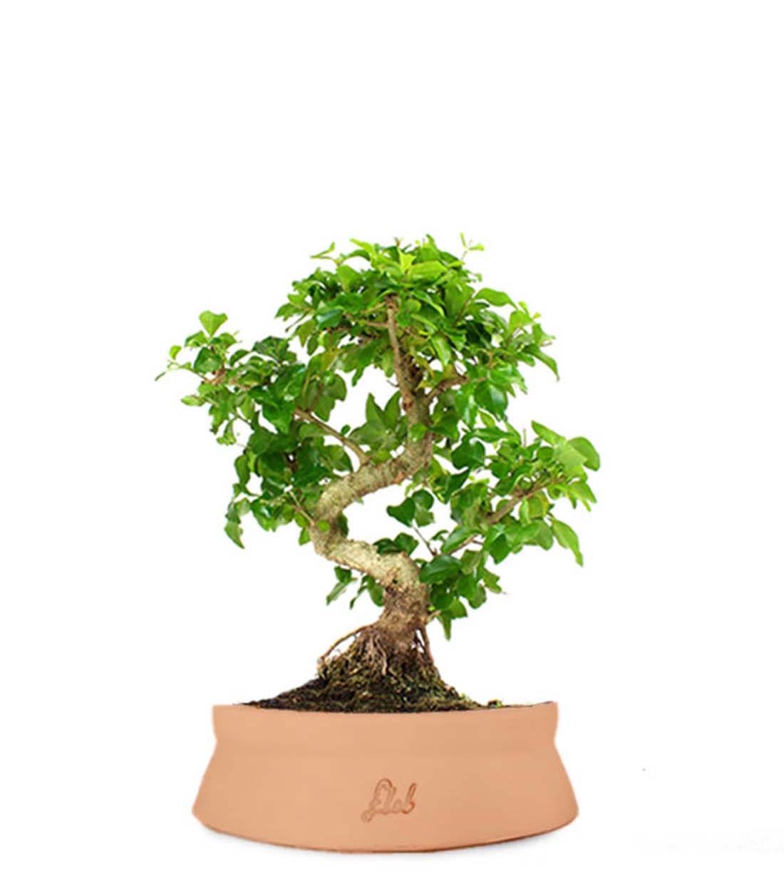 Ligustro L